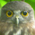 Brown Hawk Owl
