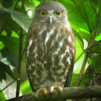 Brown Hawk Owl