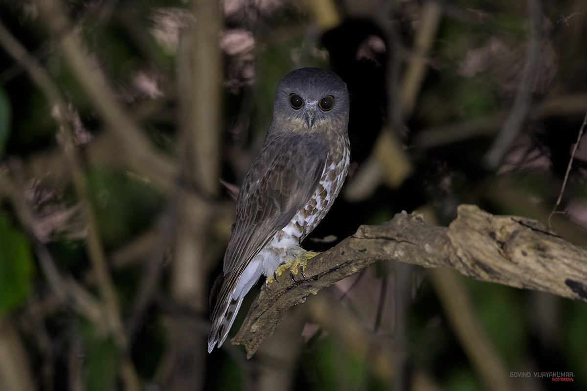 Side view of a Brown Hawk Owl looking towards us by Govind Vijayakumar