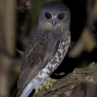 Brown Hawk Owl