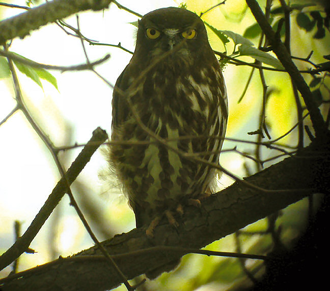 Northern Boobook at roost obscured by branches by Nial Moores