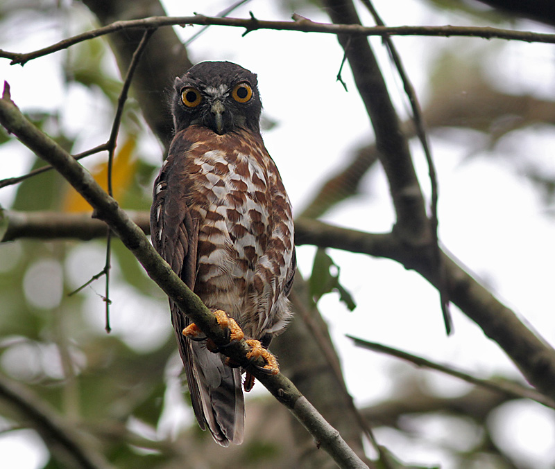 Brown Hawk Owl looking down at us from a branch by Peter Ericsson