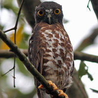 Brown Hawk Owl