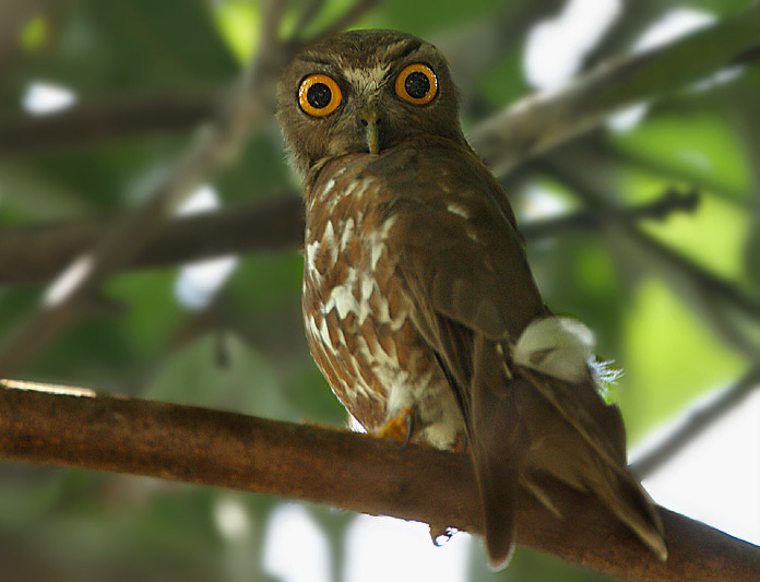Brown Hawk Owl on a branch looking back with wide eyes by Saleel Tambe