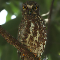 Brown Hawk Owl