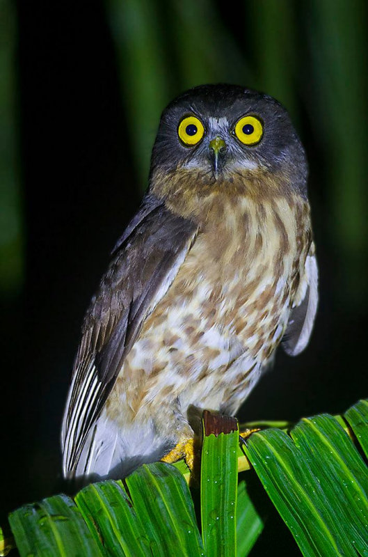 Brown Hawk Owl perched on a palm branch at night by Sarwan Deep Singh