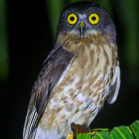 Brown Hawk Owl