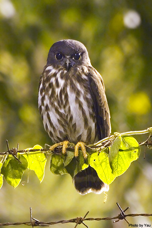 Northern Boobook perched on barbed wire and vines by Yau