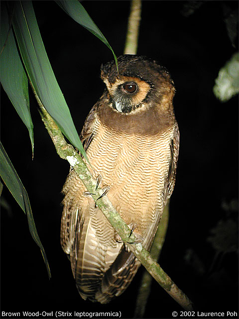 Brown Wood Owl looks down from an angled branch by Laurence Poh