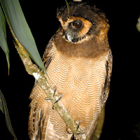 Brown Wood Owl