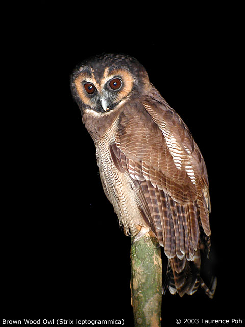 Brown Wood Owl perched on a small tree stump at night by Laurence Poh