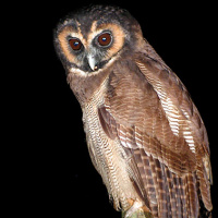 Brown Wood Owl