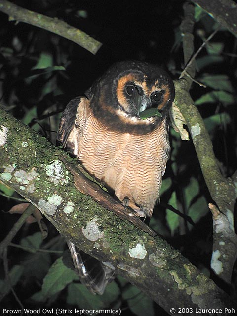 Brown Wood Owl eating an insect at night by Laurence Poh