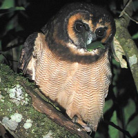 Brown Wood Owl