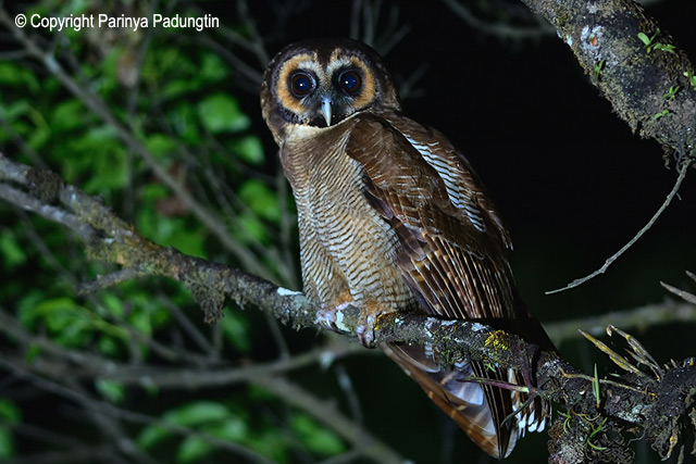 Side view of a Brown Wood Owl perched on a branch at night by Parinya Padungtin