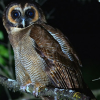 Brown Wood Owl