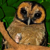 Brown Wood Owl