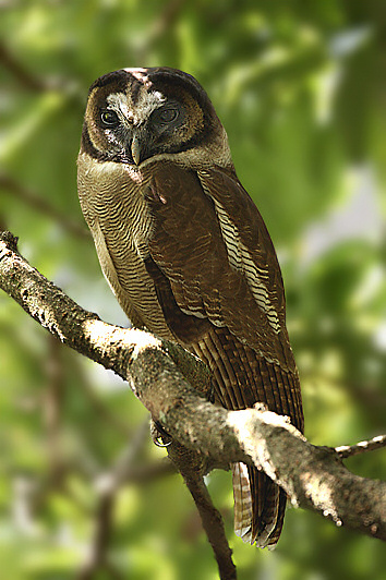 Brown Wood Owl perched on a branch at daytime by Saleel Tambe