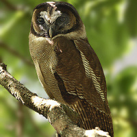 Brown Wood Owl