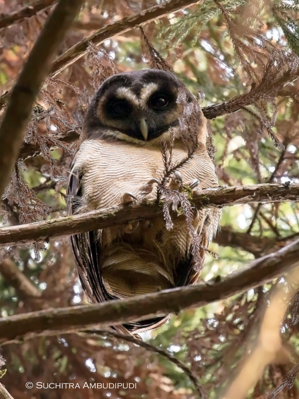 Brown Wood Owl looks down from a tree during the day by Suchitra Ambudipudi