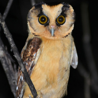 Buff-fronted Owl