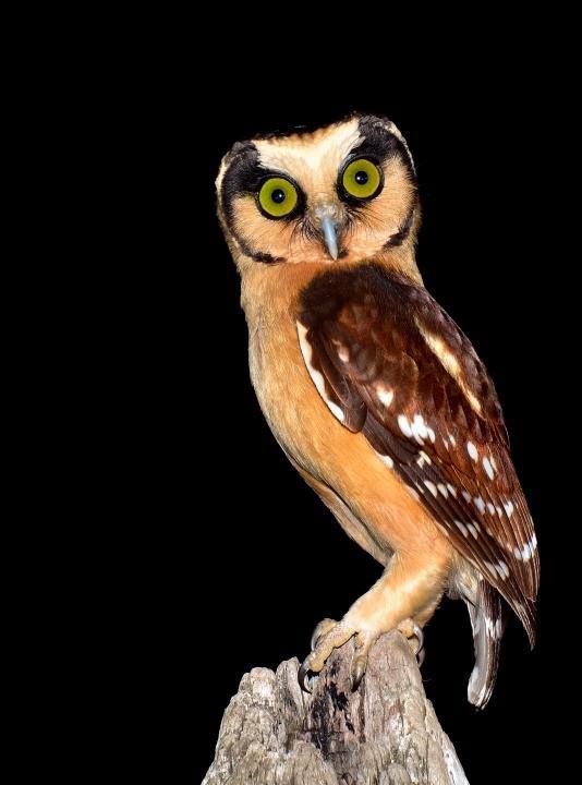 Buff-fronted Owl perched on a tree stump at night by Cal Martins