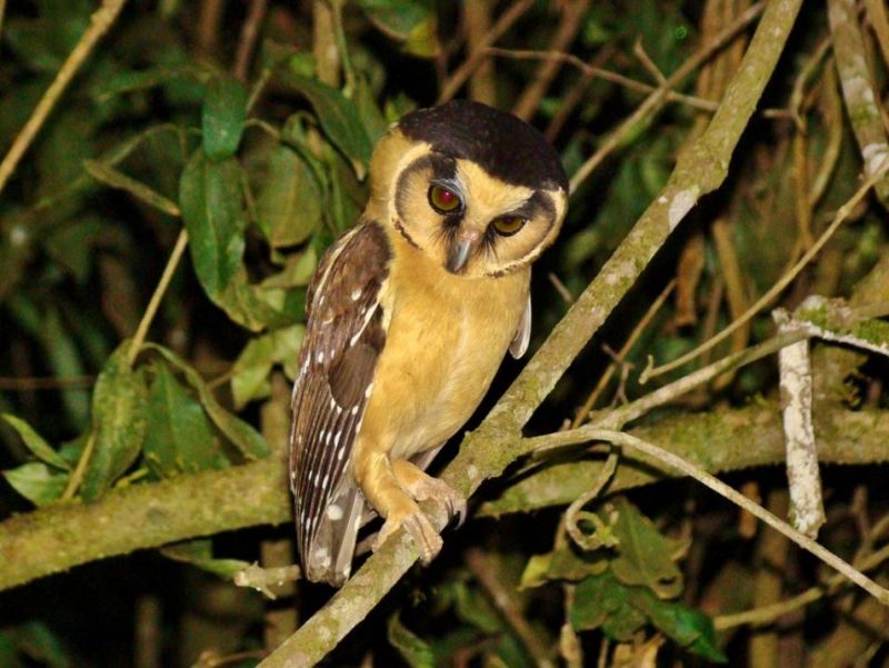 Buff-fronted Owl looking down from a branch at night by Flávio Kulaif Ubaid