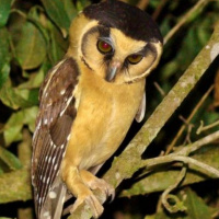 Buff-fronted Owl