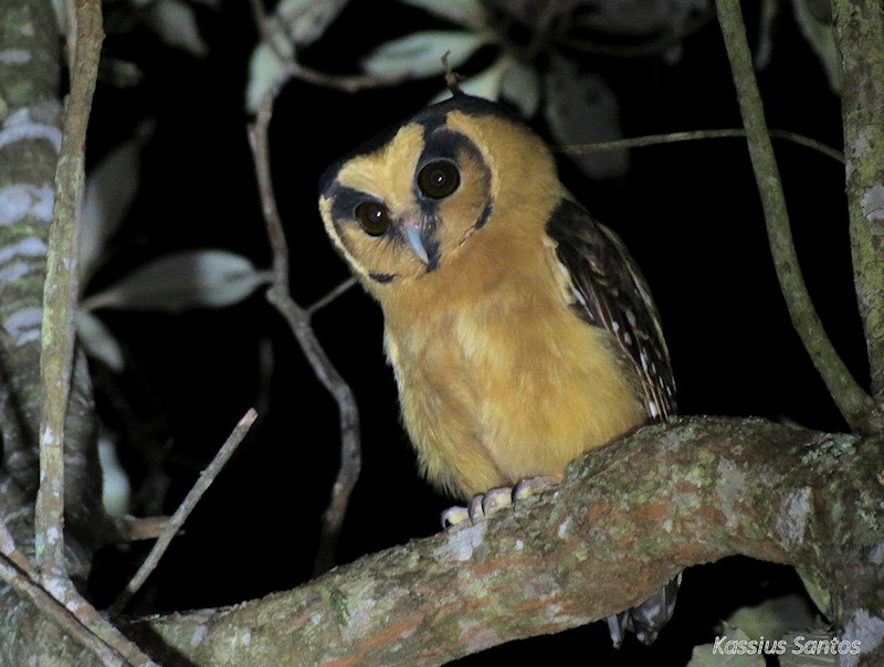 Buff-fronted Owl looks down from a thick branch at night by Kassius Santos