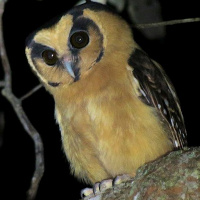 Buff-fronted Owl