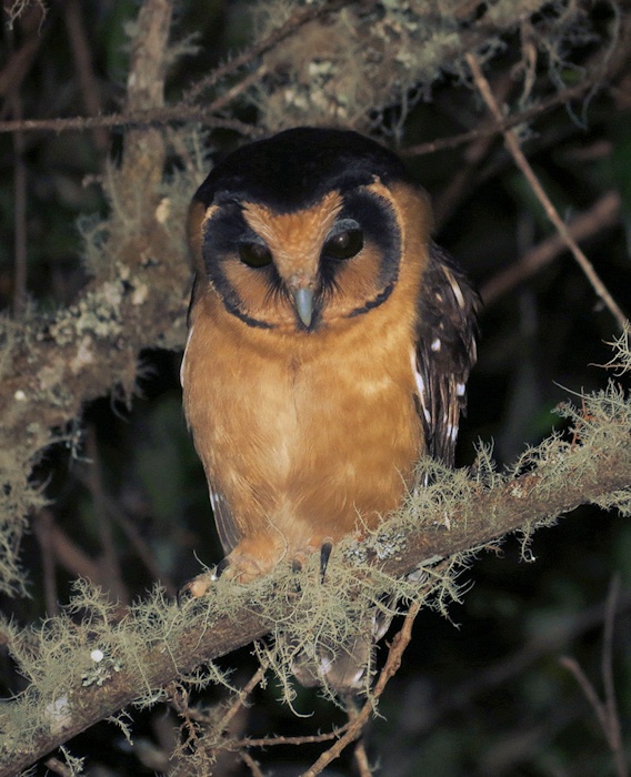 Buff-fronted Owl perched on a lichen covered branch at night by Willian Menq