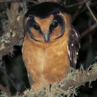 Buff-fronted Owl