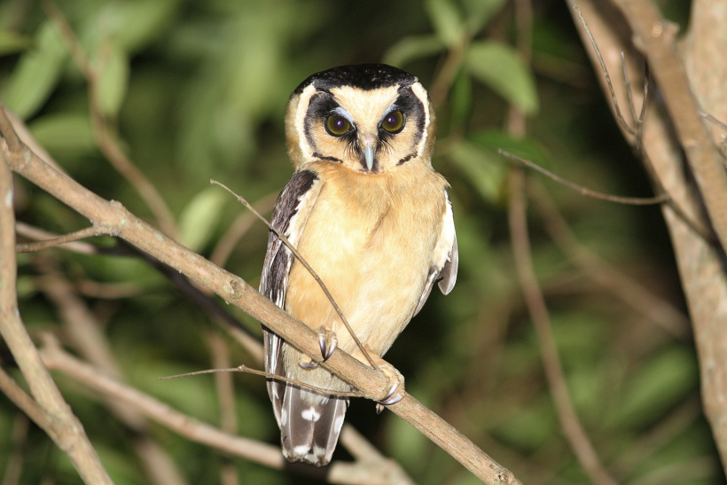 Buff-fronted Owl perched on a branch at night by Willian Menq