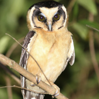 Buff-fronted Owl