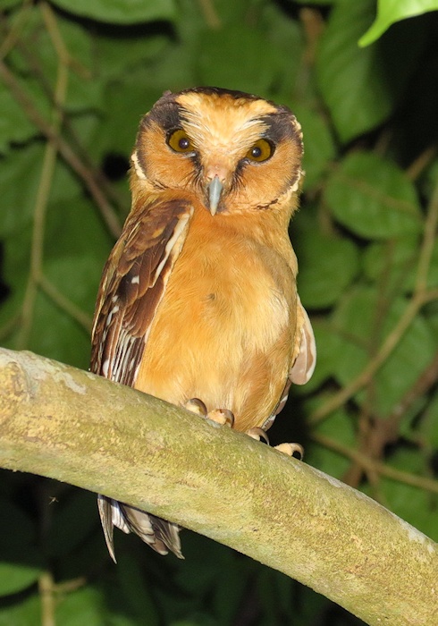 Buff-fronted Owl looks down from a thick branch at night by Willian Menq