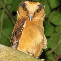 Buff-fronted Owl