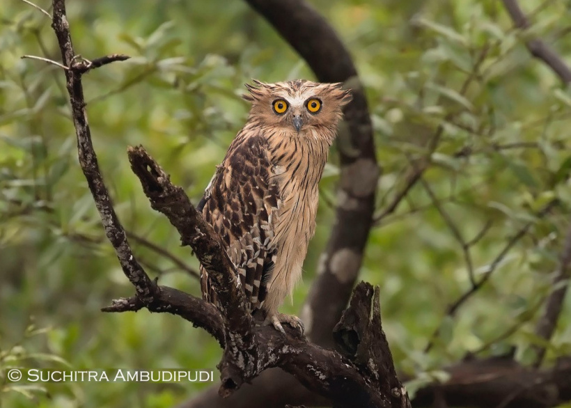 An alert Buffy Fish Owl standing on a old tree snag by Suchitra Ambudipudi