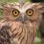 Buffy Fish Owl