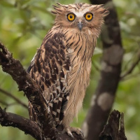 Buffy Fish Owl