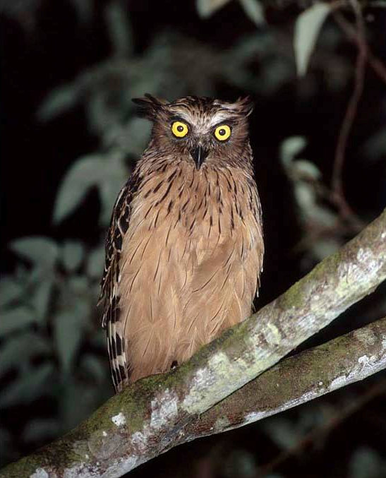 Buffy Fish Owl perched on a branch at night by Christian Artuso