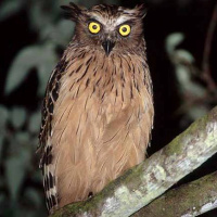 Buffy Fish Owl