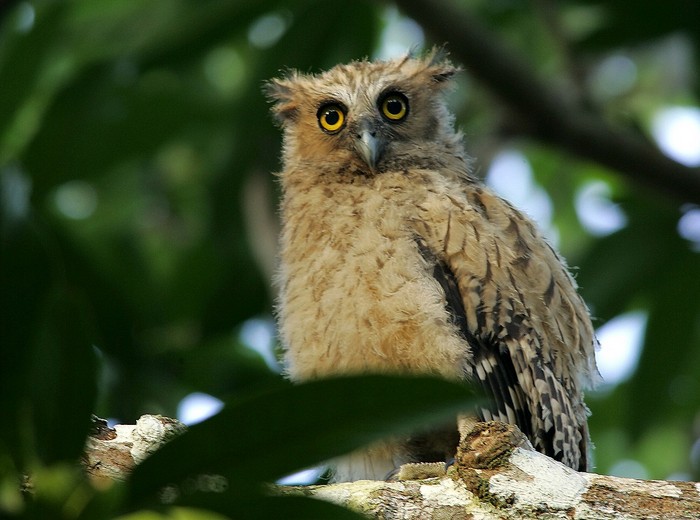 Young Buffy Fish Owl stands on a branch among the leaves by Chan Yoke Meng