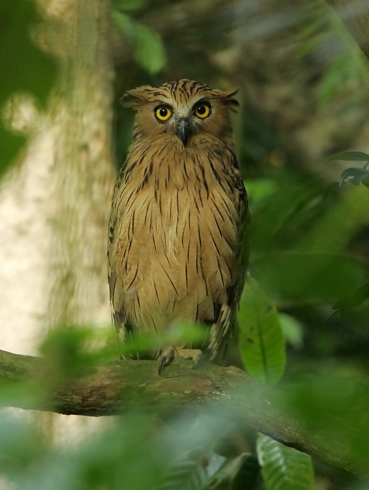 Buffy Fish Owl roosts in the foliage by Chan Yoke Meng
