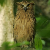Buffy Fish Owl