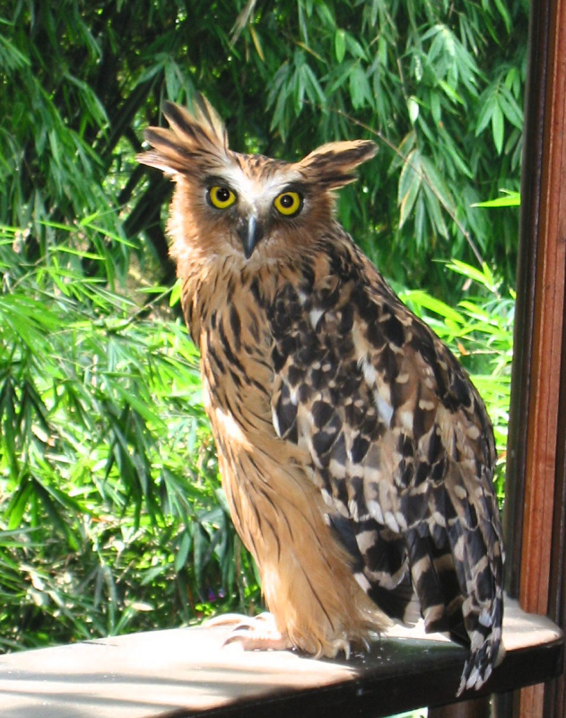 Side view of a Buffy Fish Owl looking at us by Karen Mills