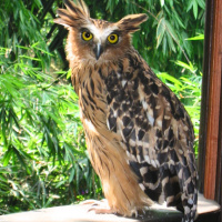 Buffy Fish Owl