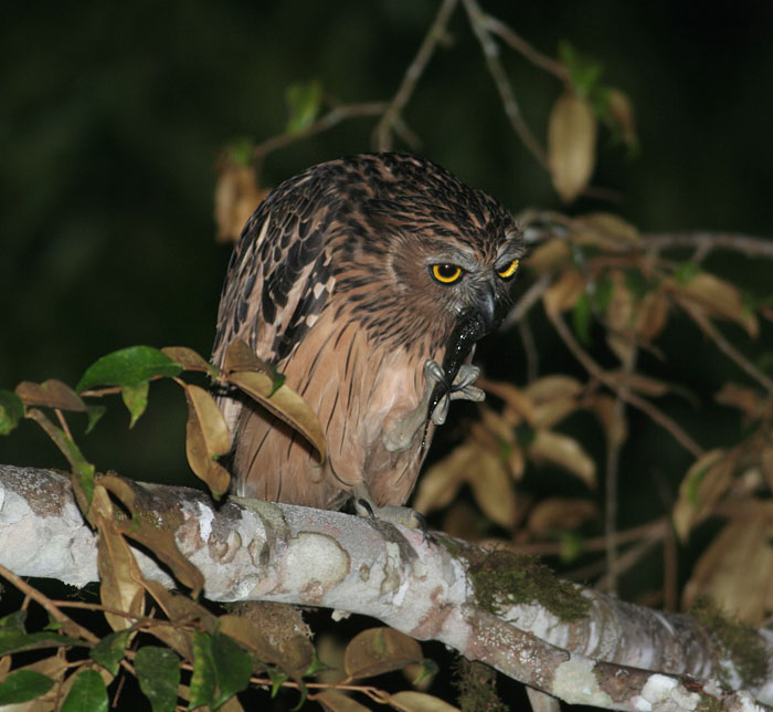 Buffy Fish Owl eating a fish on a branch at night by Peter Ericsson