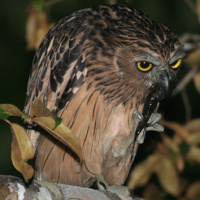 Buffy Fish Owl