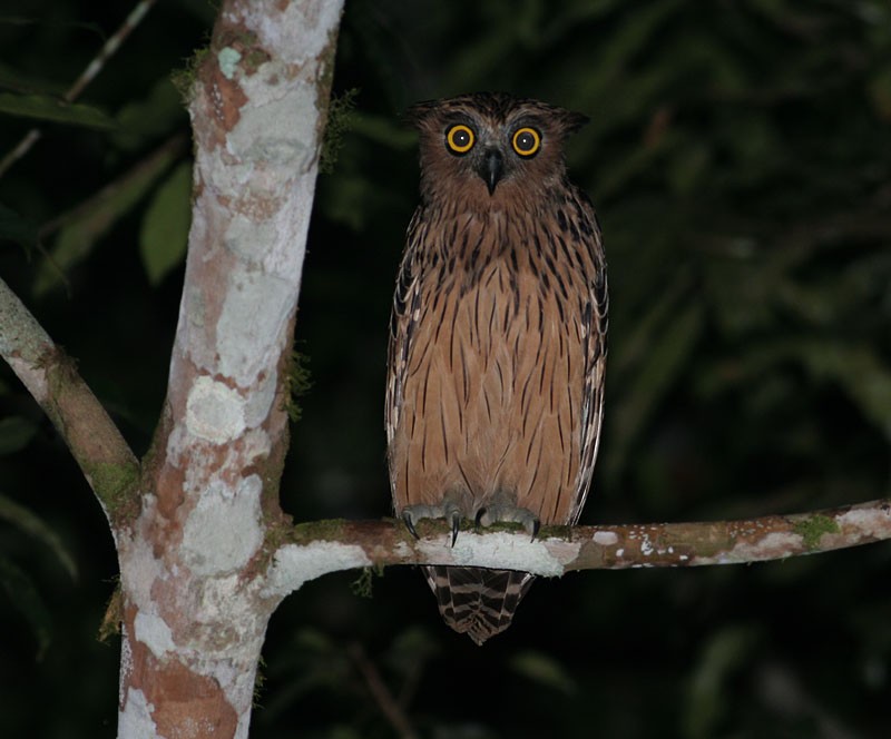 Young Buffy Fish Owl perched on a branch at night by Peter Ericsson