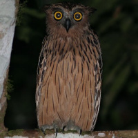 Buffy Fish Owl